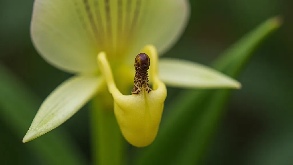 Angraecum sesquipedale flower lip detail
