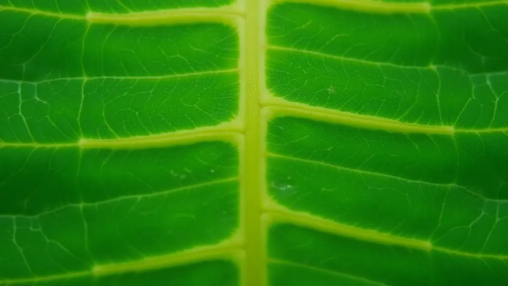 Orchid leaf showing parallel venation