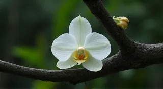 Dendrophylax Orchid Identification: Ghost Orchid and its Relatives