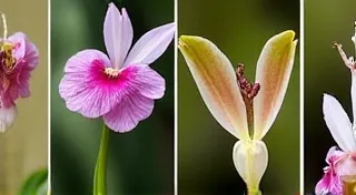 Fun Orchid Facts: Identifying Species by Unusual Features