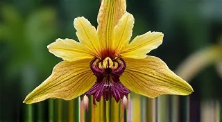 Maxillaria Orchid Identification: Distinguishing these Complex Flowers