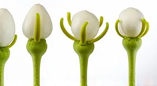 Advanced Orchid Identification: Using Pseudobulbs for Distinction