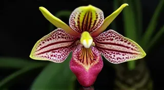 Zygopetalum Orchid Identification: A Visual Guide